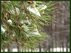 photo "***"