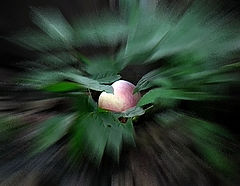 photo "***"