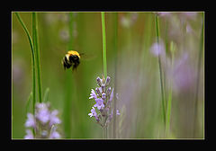 photo "Bzzz..."