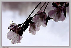 photo "***"