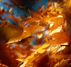 photo "Color of Fall"