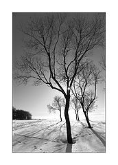 photo "The last winter day"