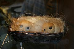 photo "Two birds on the nest"