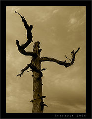 photo "Один из них / One of Them"
