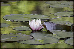 photo "***"