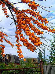 фото "Урожай"