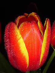 фото "***"