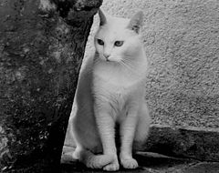 photo "statuette"