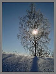 photo "Hi, the Sun!"