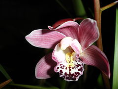 photo "orchid"