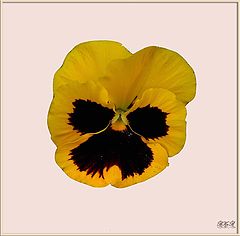 фото "" Simple Pansy "."