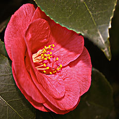 photo "flower under a hat"