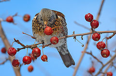 photo "Fieldfare III"