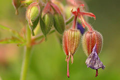 photo "birth beauty"