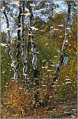 photo "Autumn abstraction"