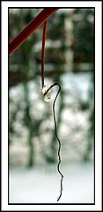 фото "drip drop"