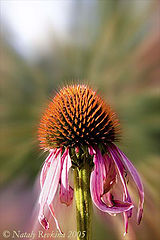 photo "Autumnal"