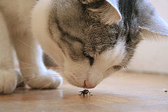 photo "smells like..."