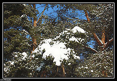 photo "***"