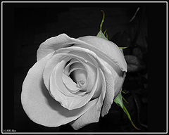 photo "***"