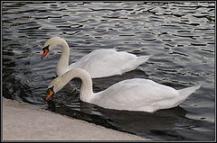 фото "swan couple (shot#2)"