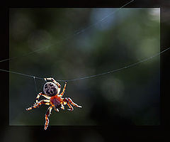 photo "The rope-walker"