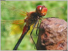 photo "Red Dragonfly"