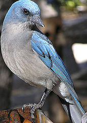 фото "Mexican Jay"