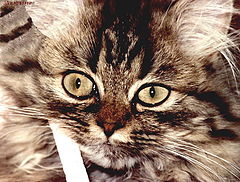 photo "P&#233;n&#233;lope"