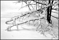 photo "Branches"