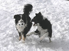 photo "give it to me!!!"