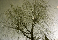 album "reflecations"