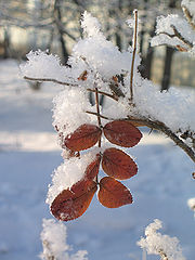 фото "Снежок"