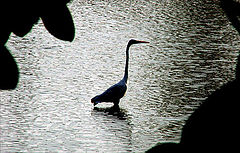 фото "Migrate bird"