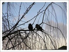 photo "Offence"