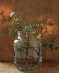 photo "Springtime in the horseradish jar."