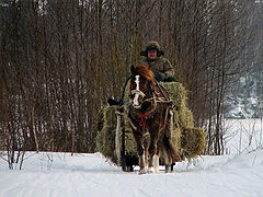 фото "horse and a man"