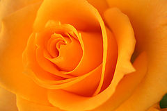 photo "mother's day"