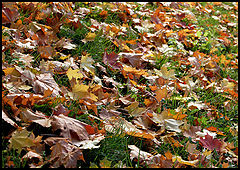 photo "colours of autumn"