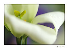 photo "***"