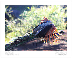 photo "Sorry If I scared you !  :-|"