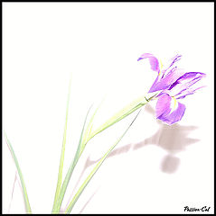 фото "white&blue"
