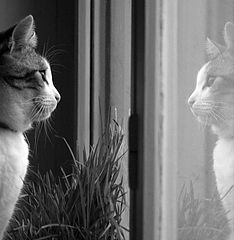 photo "looking through the window"