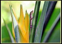 photo "Geico Gecko"
