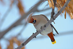 photo "Waxwing III"