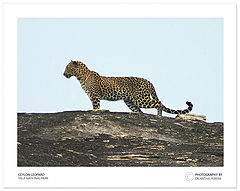 photo "Lepi !"