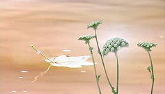 photo "***"