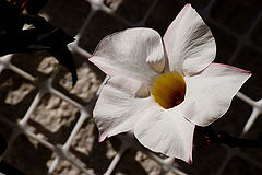 photo "Pentagon and Square."