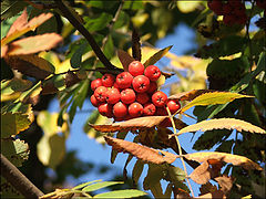 photo "Autumn"