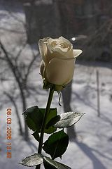 фото "Rose 2"